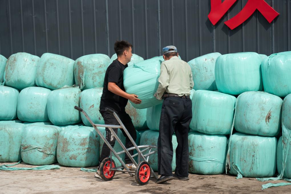 活力中国调研行｜内蒙古：让牛羊吃“大锅饭” 改善草原过牧